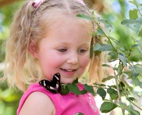 Coffs Harbour Butterfly House - Lightning Ridge Tourism 0