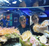 Solitary Islands Aquarium - Lightning Ridge Tourism
