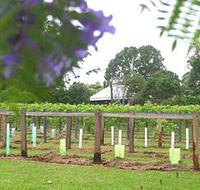 Douglas Vale Historic Homestead  Vineyard - Lightning Ridge Tourism