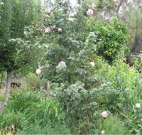 Tombstone Estate Vineyard - Lightning Ridge Tourism