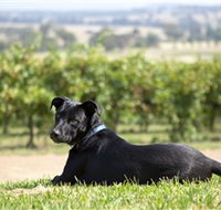 Moothi Estate Vineyard and Cellar Door - Lightning Ridge Tourism
