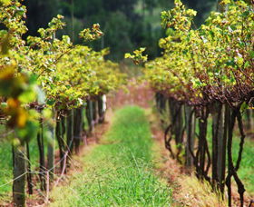Fussy Grape Winery - Lightning Ridge Tourism 2