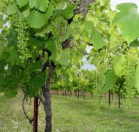 Holland Wines - Lightning Ridge Tourism