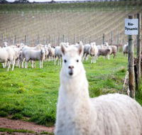 Gemtree Vineyards Cellar Door - Lightning Ridge Tourism