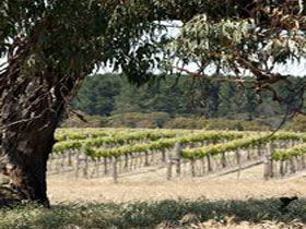 Wangolina Station - Lightning Ridge Tourism 3