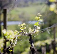 Mount Cole WineWorks - Lightning Ridge Tourism