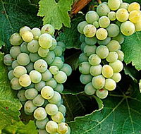 Clover Hill Vineyard - Lightning Ridge Tourism