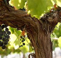 Blackjack Vineyards - Lightning Ridge Tourism