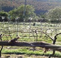 Three Willows Vineyard - Lightning Ridge Tourism