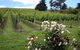 Pembroke Estate Vineyard - thumb 0