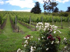 Pembroke Estate Vineyard - Lightning Ridge Tourism 0