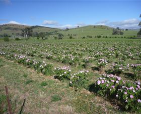 Damasque Rose Oil Farm - Lightning Ridge Tourism 1