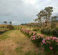 Damasque Rose Oil Farm - Lightning Ridge Tourism