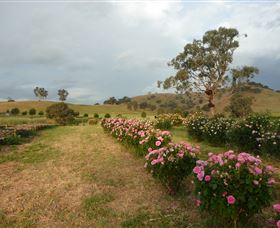 Damasque Rose Oil Farm - Lightning Ridge Tourism 0