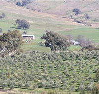 Wymah Organic Olives and Lambs - Lightning Ridge Tourism