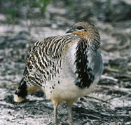 Yongergnow Australian Malleefowl Centre - Lightning Ridge Tourism