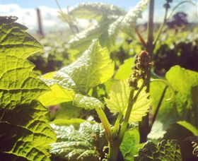 Punt Road Winery - Lightning Ridge Tourism 0