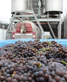 Punt Road Winery - Lightning Ridge Tourism 4