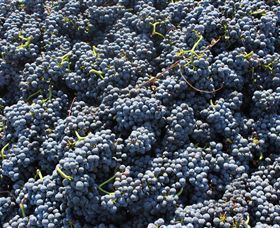 Punt Road Winery - Lightning Ridge Tourism 6