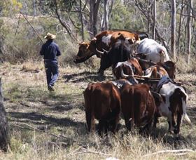Gleneden Organic Farm And The Gleneden Bullock Team - Lightning Ridge Tourism 1