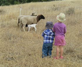 Gleneden Organic Farm And The Gleneden Bullock Team - Lightning Ridge Tourism 3