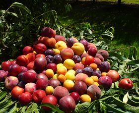 Rayner's Orchard - Lightning Ridge Tourism 0