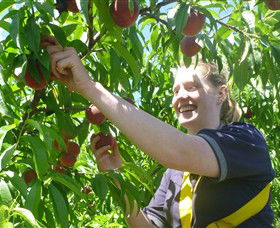 Rayner's Orchard - Lightning Ridge Tourism 3