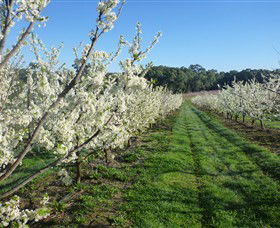 Rayner's Orchard - Lightning Ridge Tourism 6