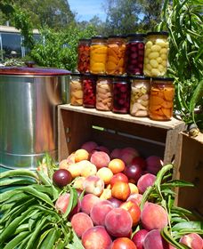 Rayner's Orchard - Lightning Ridge Tourism 8