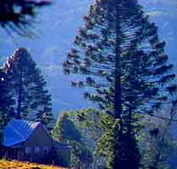 Bunya Mountains National Park - Lightning Ridge Tourism