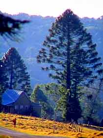 Bunya Mountains National Park - Lightning Ridge Tourism 0