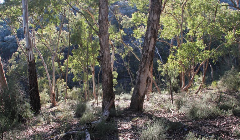 Mount Panorama NSW Lightning Ridge Tourism