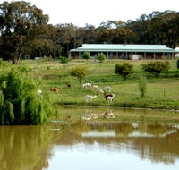 Clearview Alpacas - Lightning Ridge Tourism