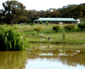Clearview Alpacas - Lightning Ridge Tourism 0
