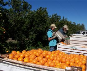 Gayndahs Big Orange - Lightning Ridge Tourism 3