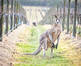 Yabby Lake Vineyard & Cellar Door - Lightning Ridge Tourism 8