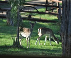 Panorama Garden Estate - Lightning Ridge Tourism 7