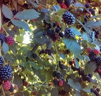 Gunnadoo Berries - Lightning Ridge Tourism