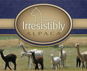 Marchmont Park Alpacas - Lightning Ridge Tourism 0