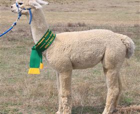 Marchmont Park Alpacas - Lightning Ridge Tourism 1