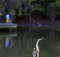 Birdwatching in the South Burnett - Lightning Ridge Tourism