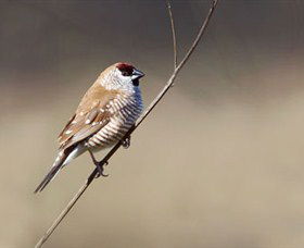 Capertee Valley Bird Trail - Lightning Ridge Tourism 3