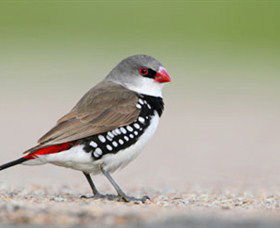 Capertee Valley Bird Trail - Lightning Ridge Tourism 1