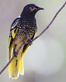 Capertee Valley Bird Trail - Lightning Ridge Tourism 4
