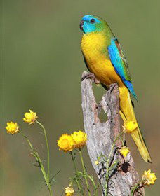 Capertee Valley Bird Trail - Lightning Ridge Tourism 5