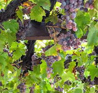  Murrumbateman Winery Company Pty Ltd  - Lightning Ridge Tourism