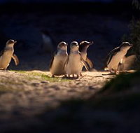 Phillip Island Nature Parks - Lightning Ridge Tourism