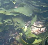 Churchill Island Marine National Park - Lightning Ridge Tourism