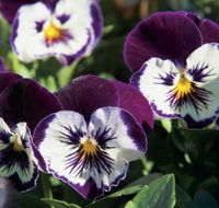 Newtown Park State Rose Garden - Lightning Ridge Tourism