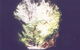 Glow Worm Tunnel - thumb 0